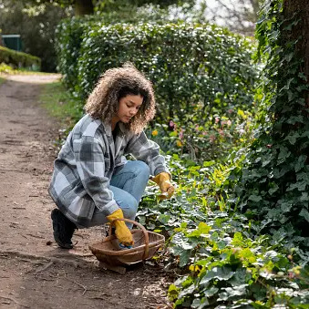 Backyard Foraging Delight: Discover 10 Wild Edibles Hiding in Your Backyard!