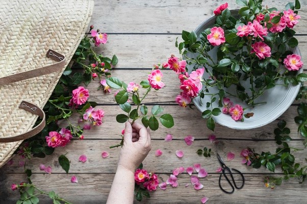 Edible Flowers: Delve into the world of 10 beautiful and tasty edible flowers.