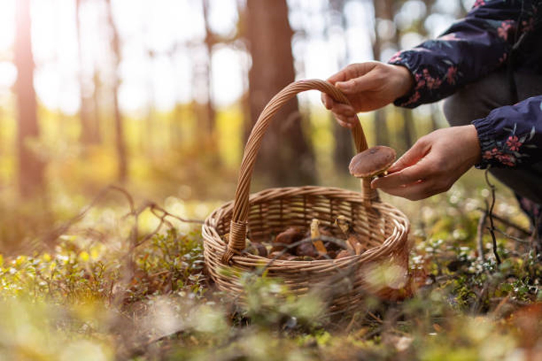 Famous Foragers: Discover the Untamed Wisdom of 10 Historical Wild Survival Experts