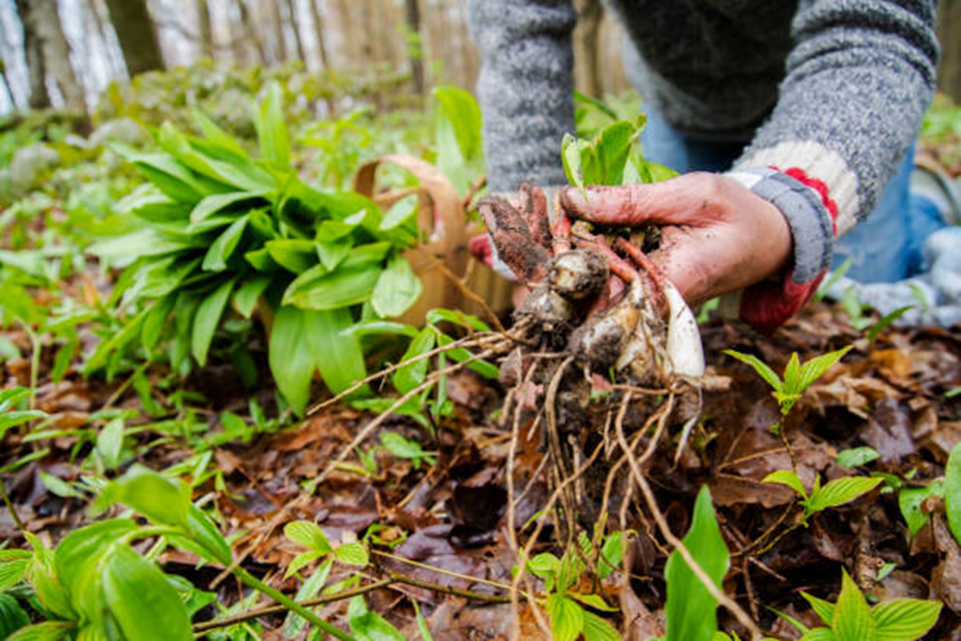 Foraging with Respect: Navigating the Do’s and Don’ts of Responsible Wild Plant Harvesting