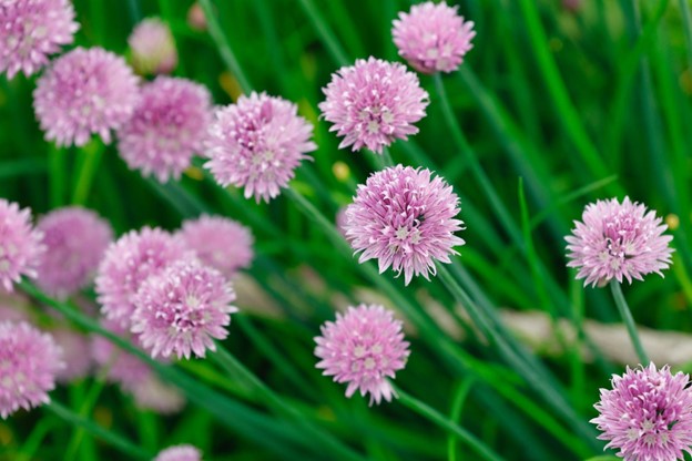 Prehistoric Palate: Sample 10 Edible Plants That Have Been Enjoyed for Centuries