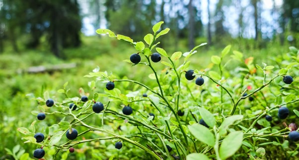 Title Foraging for Flavors: Uncover the Unique Tastes of 10 Lesser-Known Edible Wild Plants