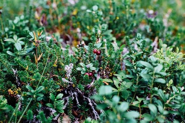 Wild Plant Recipes: Try out 10 mouthwatering recipes featuring wild edibles.