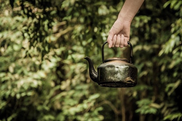 Wild Plant Tea Time: Brew Up 10 Wild Plants That Make Delightful Herbal Teas.